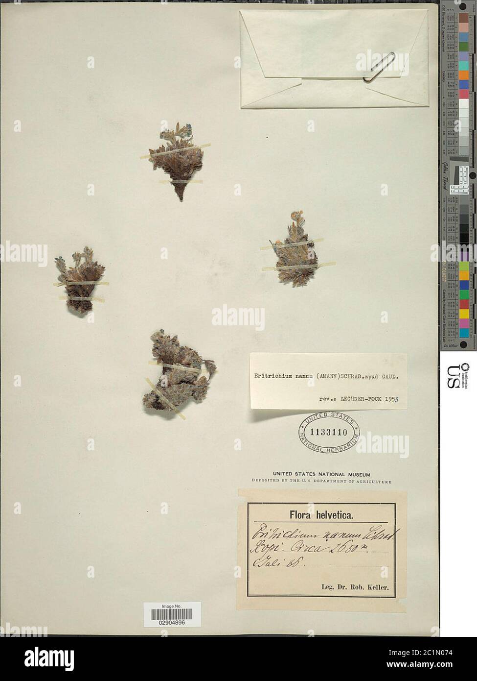 Eritrichium nanum Eritrichium nanum. Foto Stock