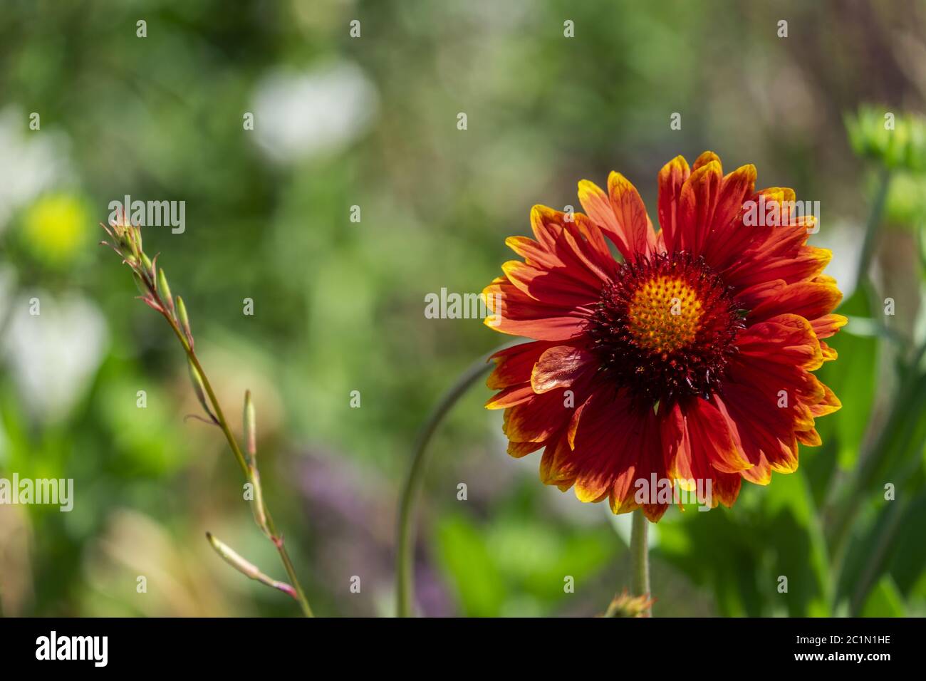 Coccarda fiore (Gaillardia Foto stock - Alamy