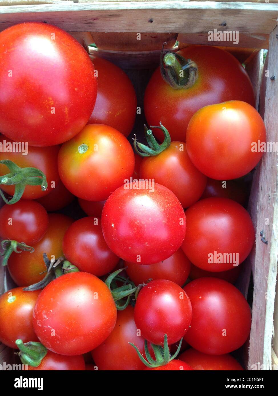 pomodori fatti in casa nel tuo giardino Foto Stock