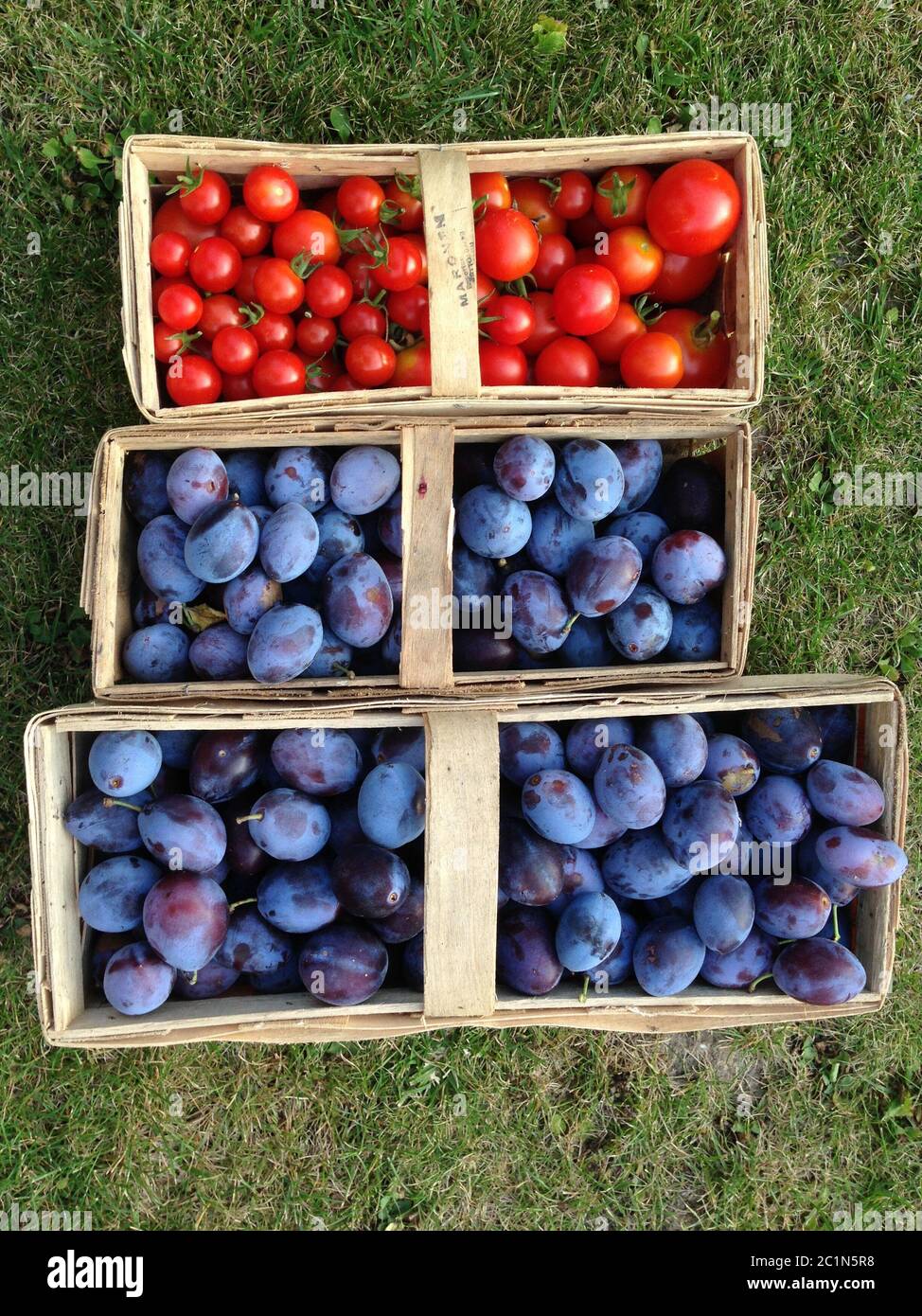 prugne appena prugne e pomodori appena raccolti in un cestino in un prato Foto Stock
