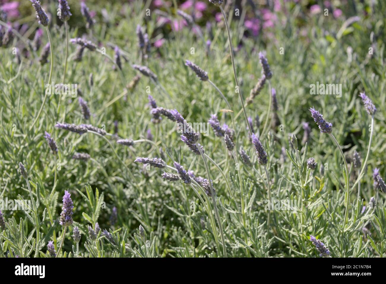 Fiore di lavanda sull'isola delle Baleari Maiorca, Spagna Foto Stock