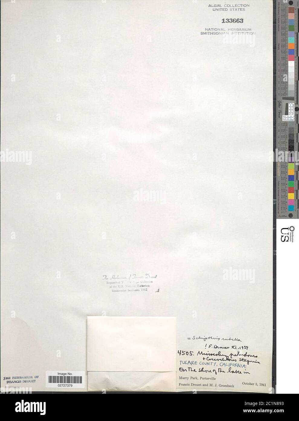 Schizothrix rosella Schizothrix rosella. Foto Stock