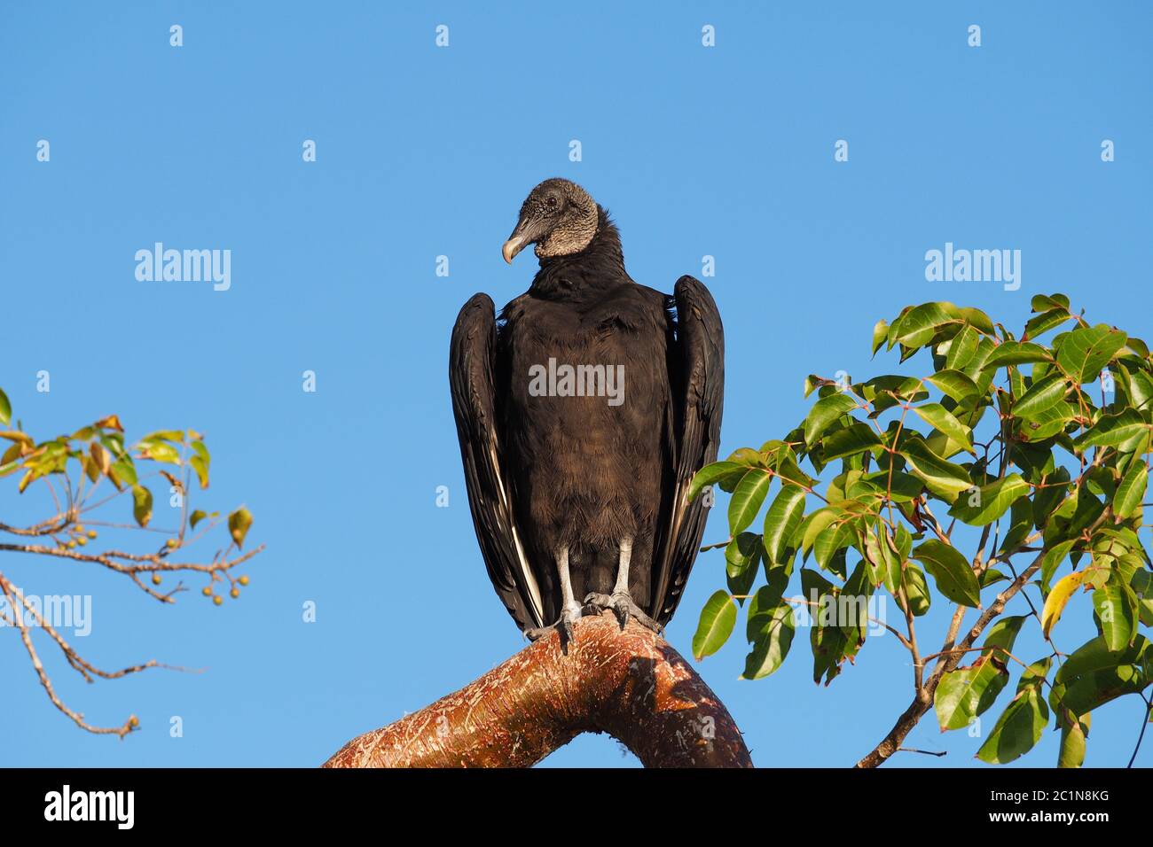 Avvoltoio nero - Coragyps atratus - arroccato sull'albero di Gumbo Limbo nel Parco Nazionale delle Everglades, Florida con sfondo blu chiaro. Foto Stock