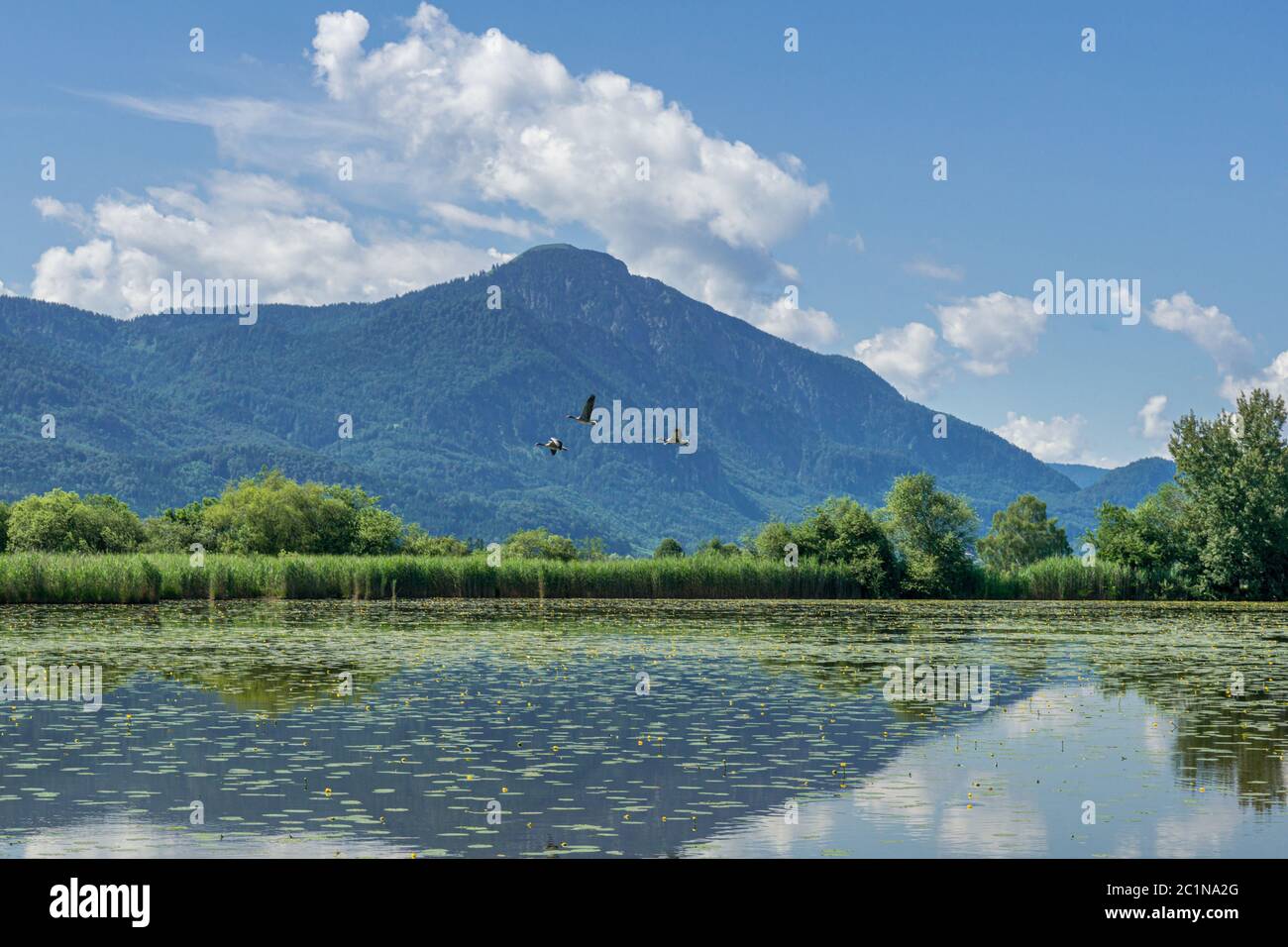 Oche selvatiche in volo Foto Stock