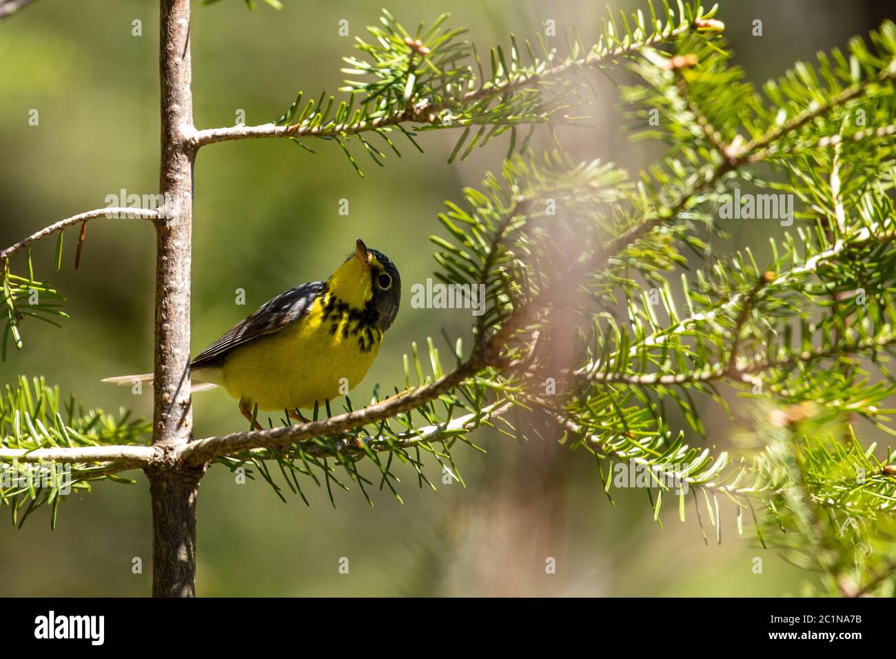 Warbler canadese nella foresta di Pukaskwa Foto Stock