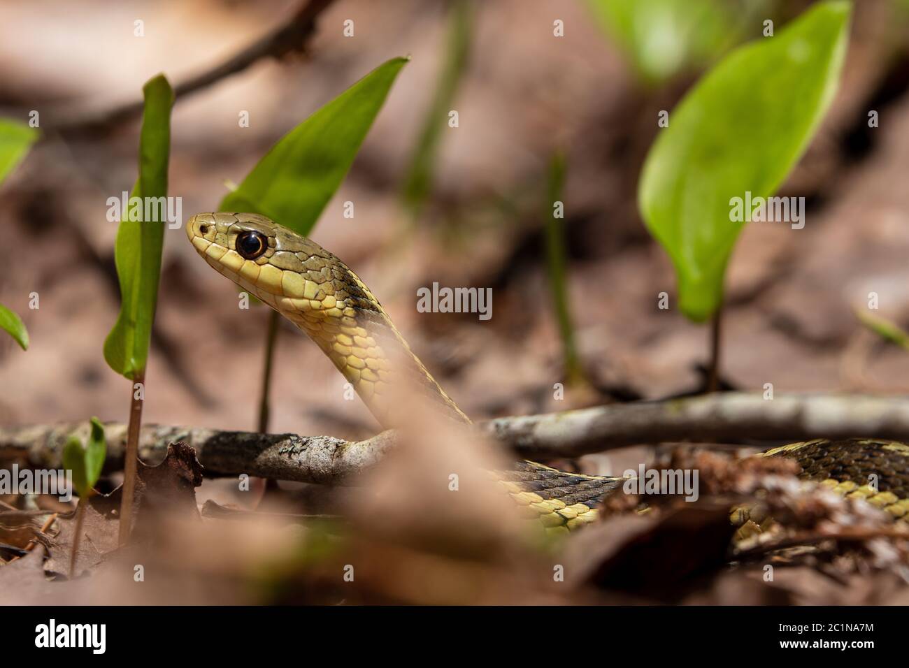 Un serpente di garter Ordinario in una foresta Foto Stock