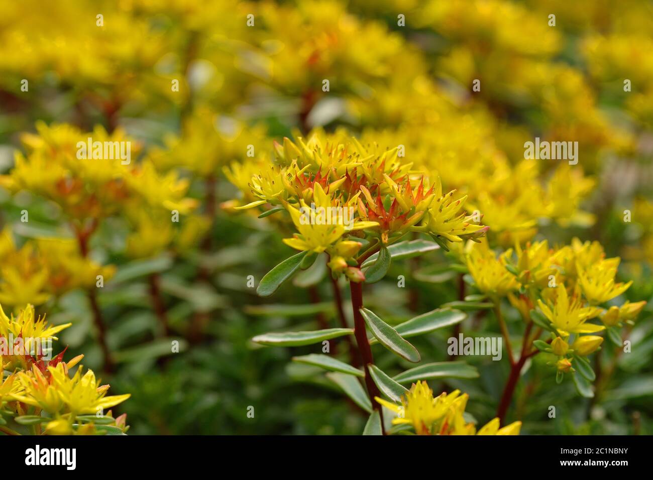 Sedum acro - stonecrop oro, stonecrop muschio. Oro, fioritura. Foto Stock