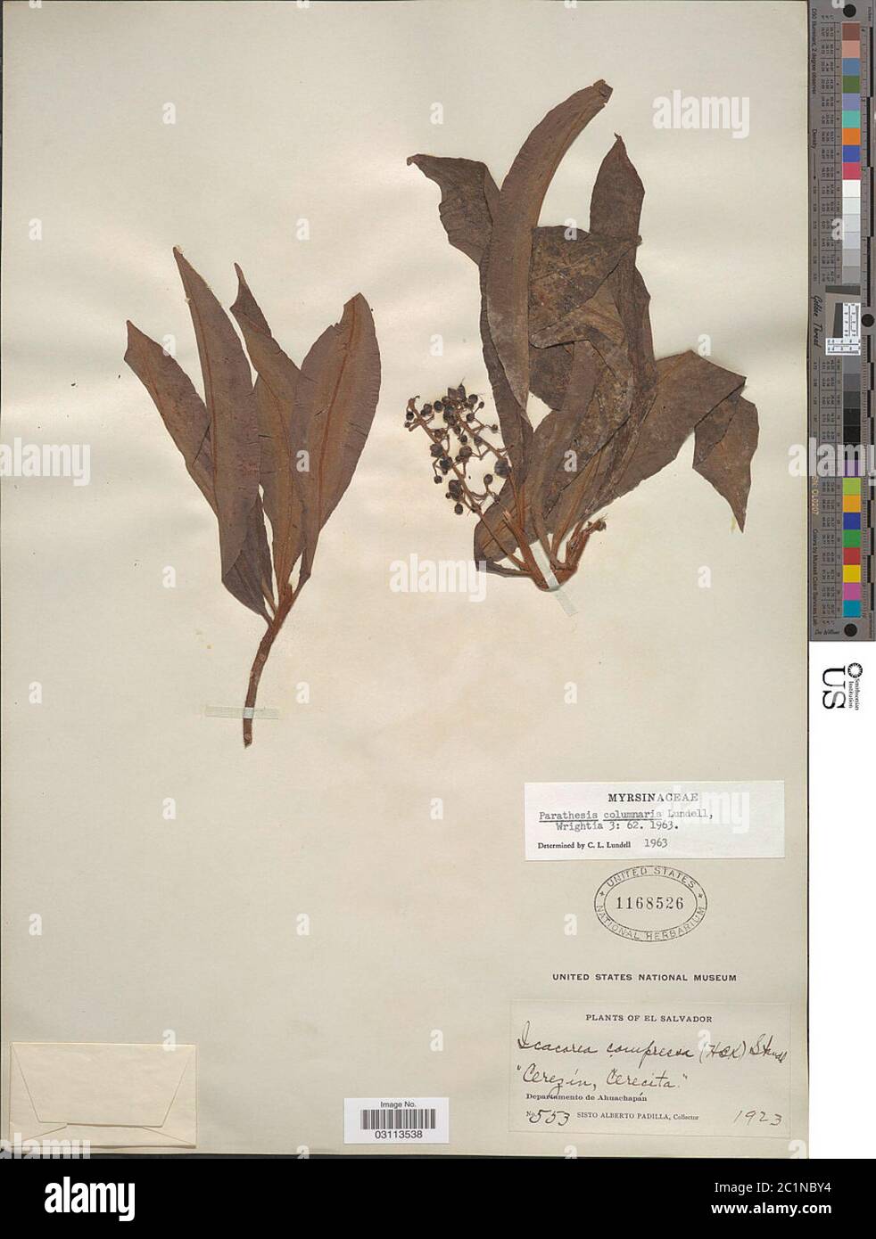 Paratesi sp. Paratesi sp. Foto Stock