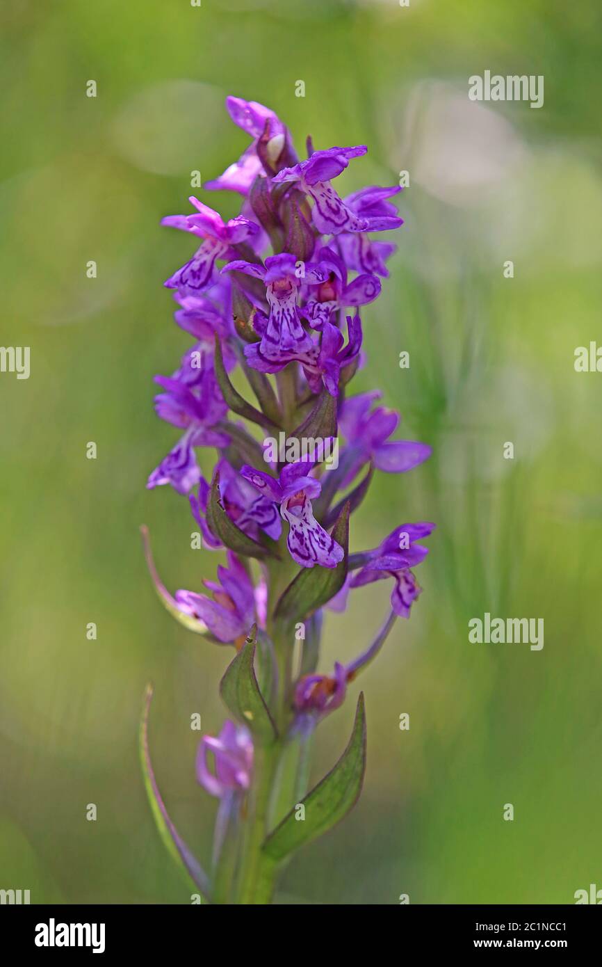 Dactylorhiza majalis, erbaccia di ragazzo a foglie larghe, proveniente da una torbiera di transizione a Federsee Foto Stock