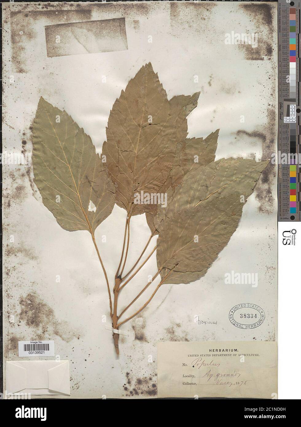 Fraxinus ornus L. Foto Stock