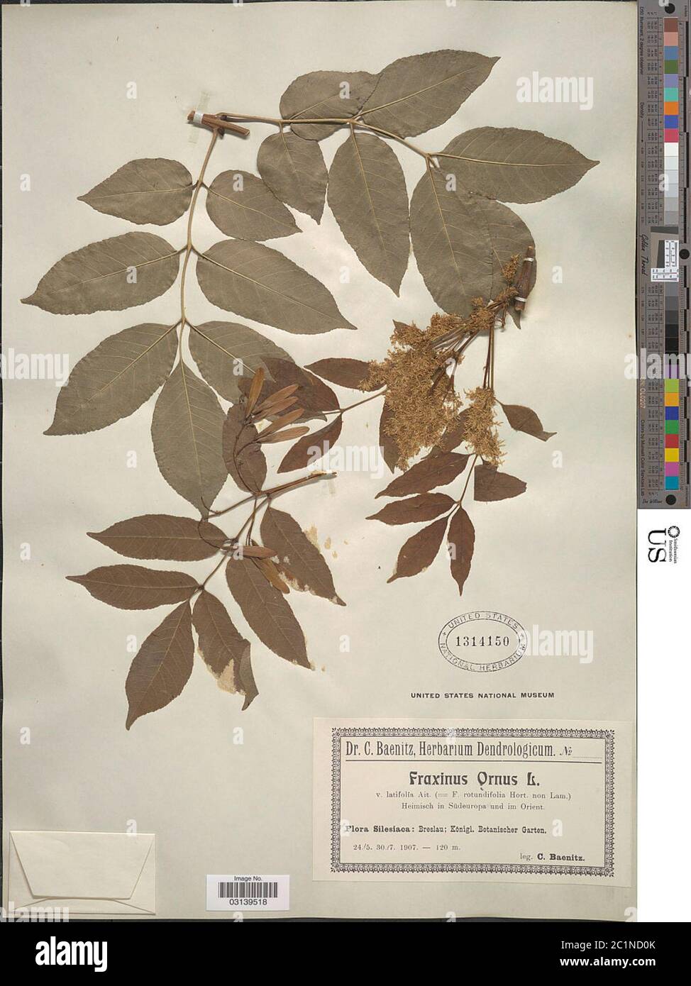 Fraxinus ornus L. Foto Stock