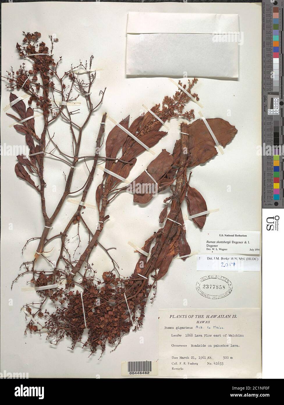 Rumex skottsbergii Rumex skottsbergii. Foto Stock