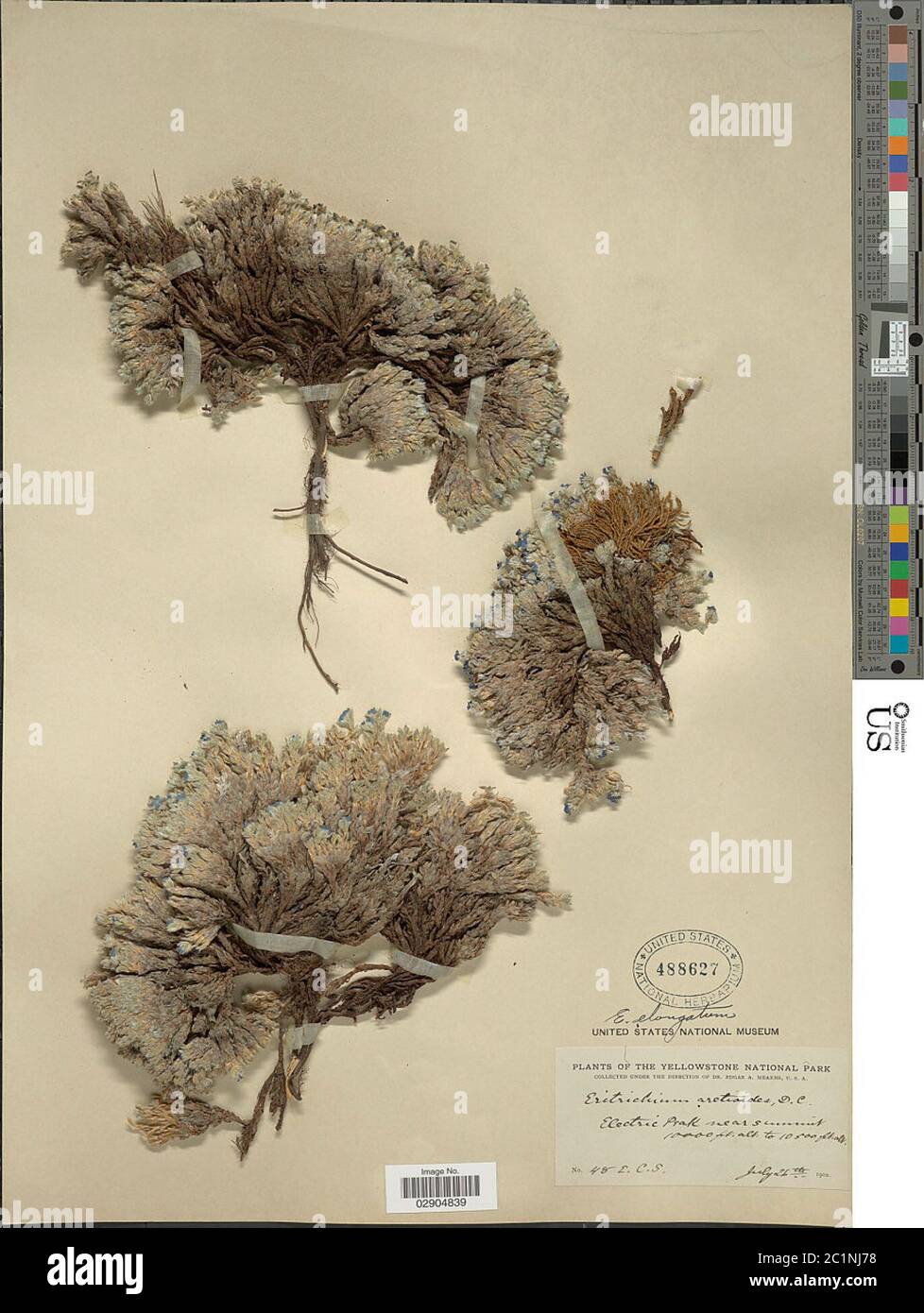 Eritrichium elongatum Rydb W Eritrichium elongatum Rydb W Wight. Foto Stock