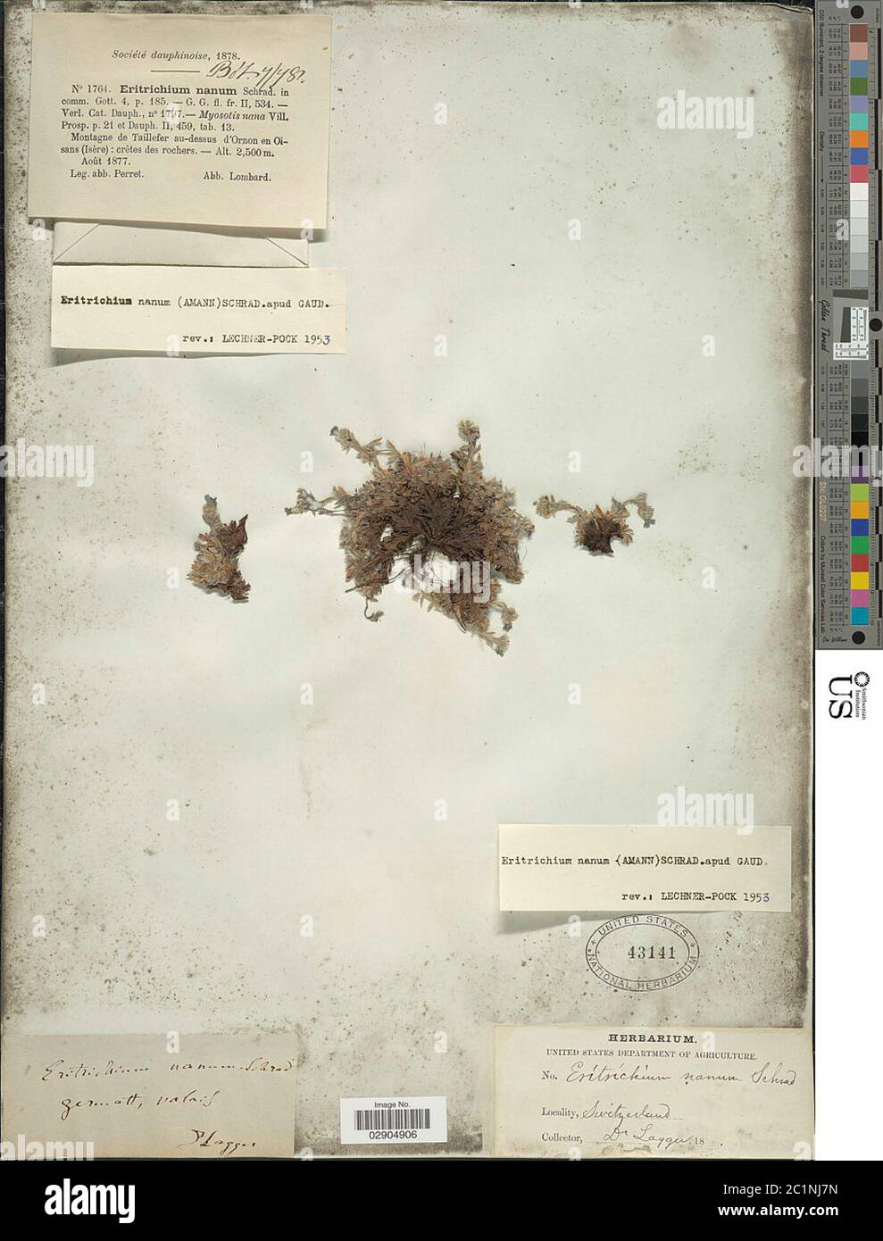 Eritrichium nanum Eritrichium nanum. Foto Stock