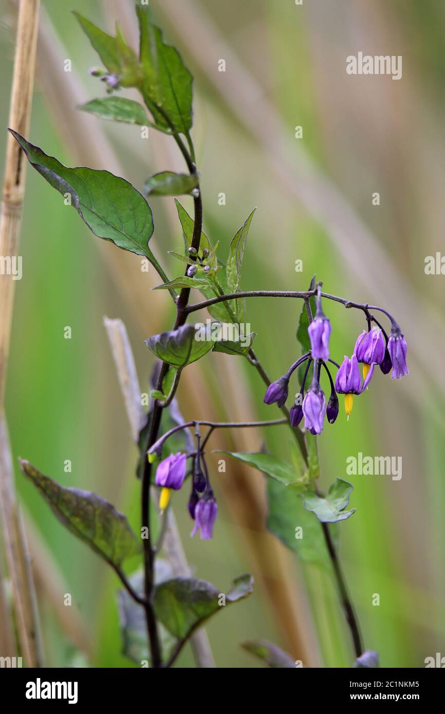 Bittersweet nightshade Solanum dulcamara Foto Stock