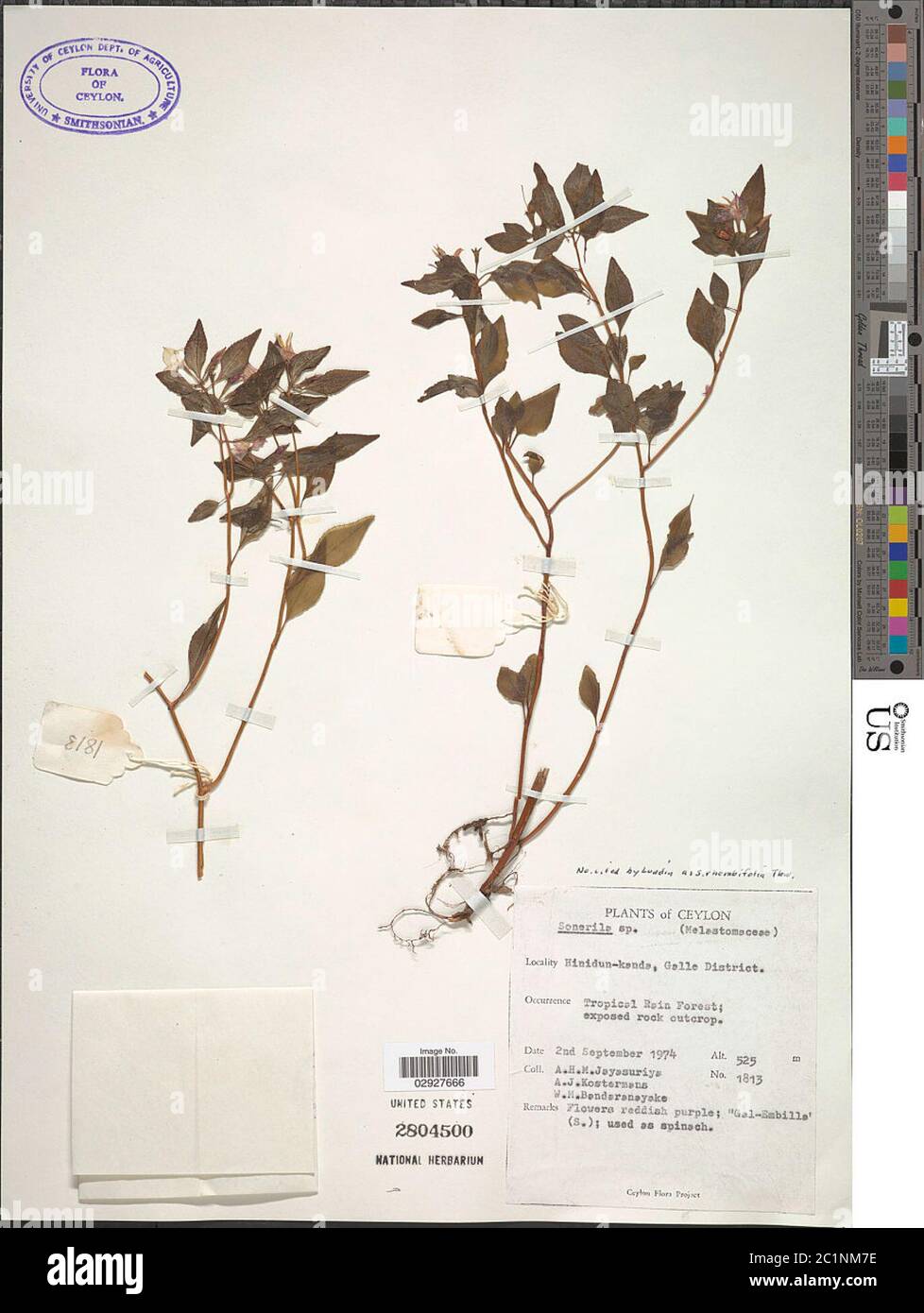 Sonerila rhombifolia Thwaites Sonerila rhombifolia Thwaites. Foto Stock