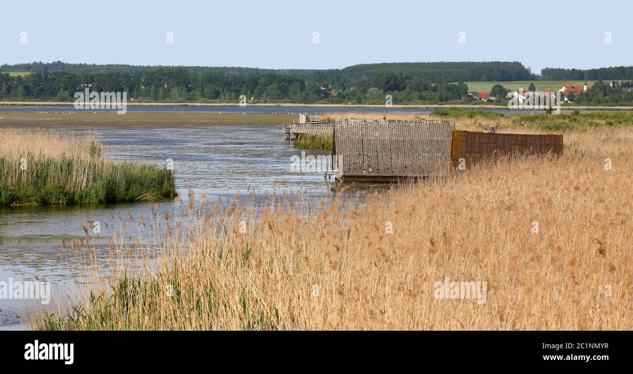 Federsee vicino a Bad Buchau Foto Stock