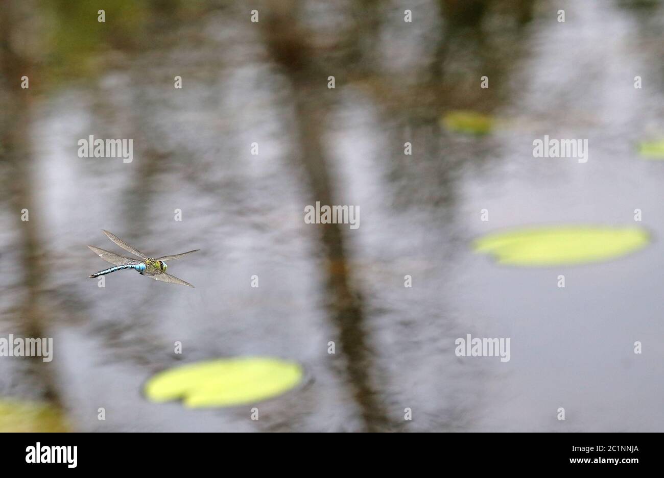 Grande Royal Dragonfly Anax imperatore sulle acque Foto Stock