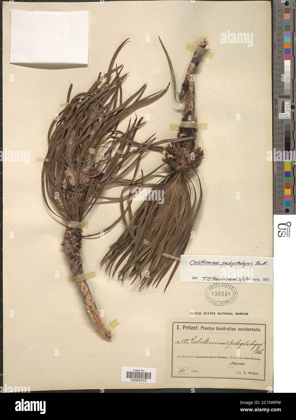 Calotamnus pachistachius Benth Calotamnus pachystachyus Benth. Foto Stock