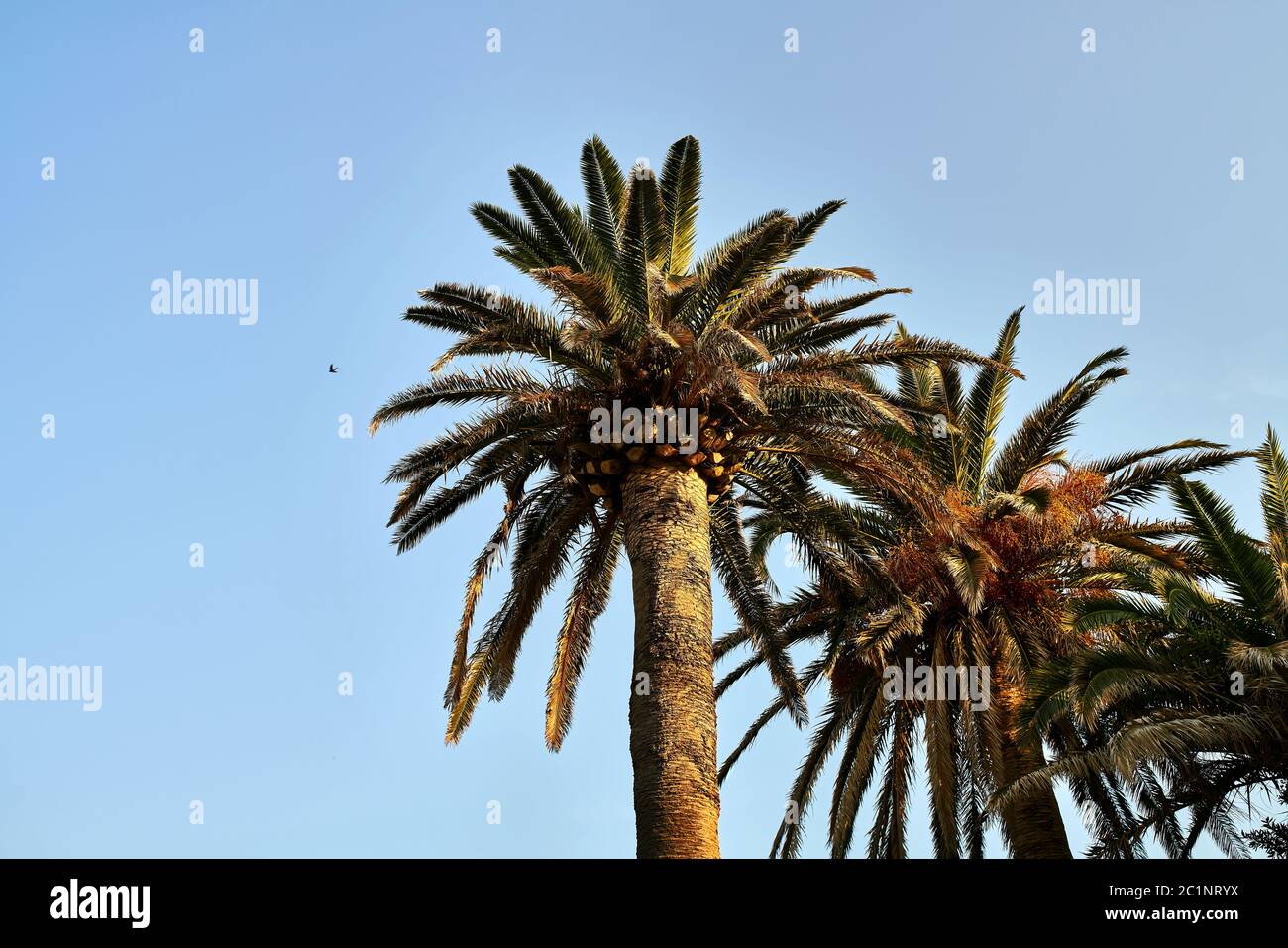 Poche palme con foglie verde-bruna su sfondo cielo soleggiato Foto Stock