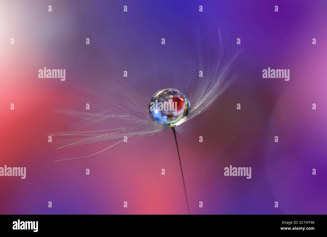 Bella natura background.Natural Macro Photography.Dandelions Flowers.Abstract Floral Art.Romantic, amore. Foto Stock