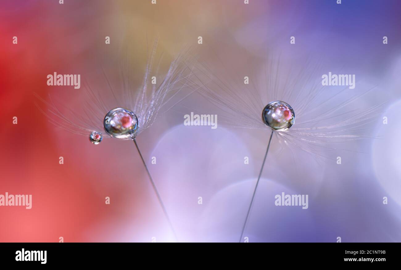 Bella natura background.Natural Macro Photography.Dandelions Flowers.Abstract Floral Art.Romantic, amore. Foto Stock