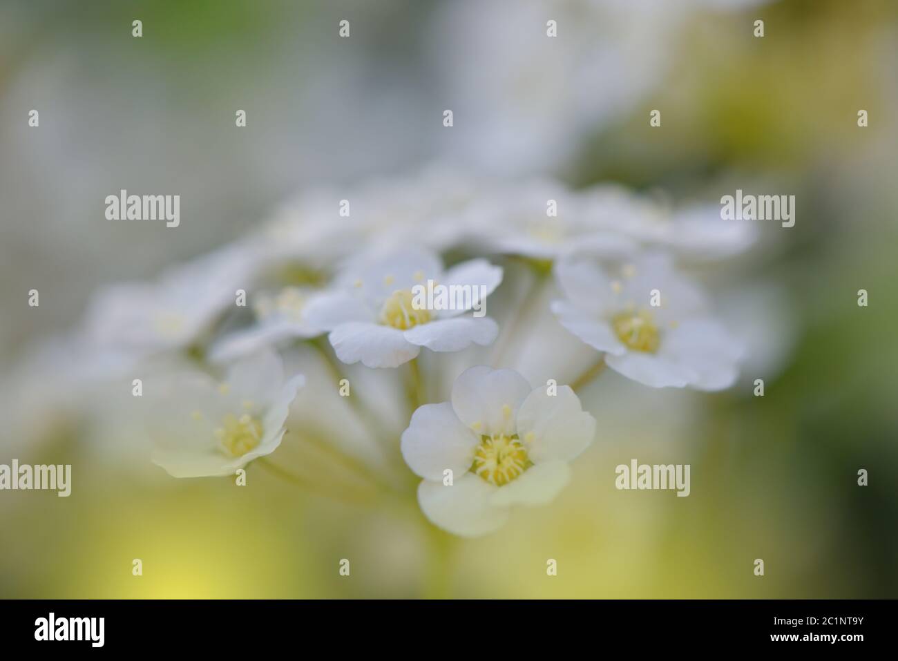 Bella natura verde background.Natural Macro Photography.Abstract Floral Art.Fiori artistici. Foto Stock