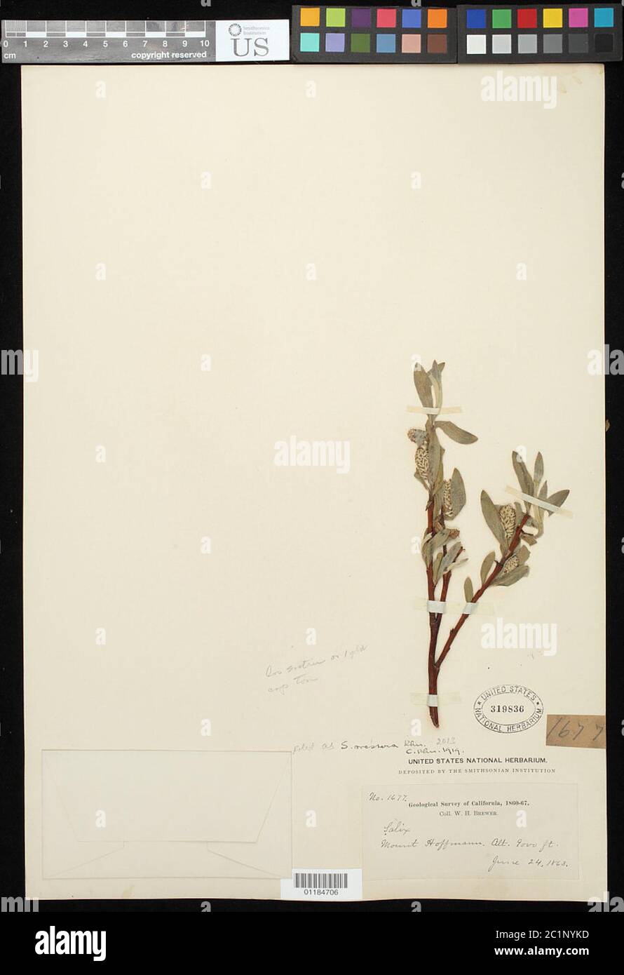 Salix orestera CK Schneid Salix orestera CK Schneid. Foto Stock