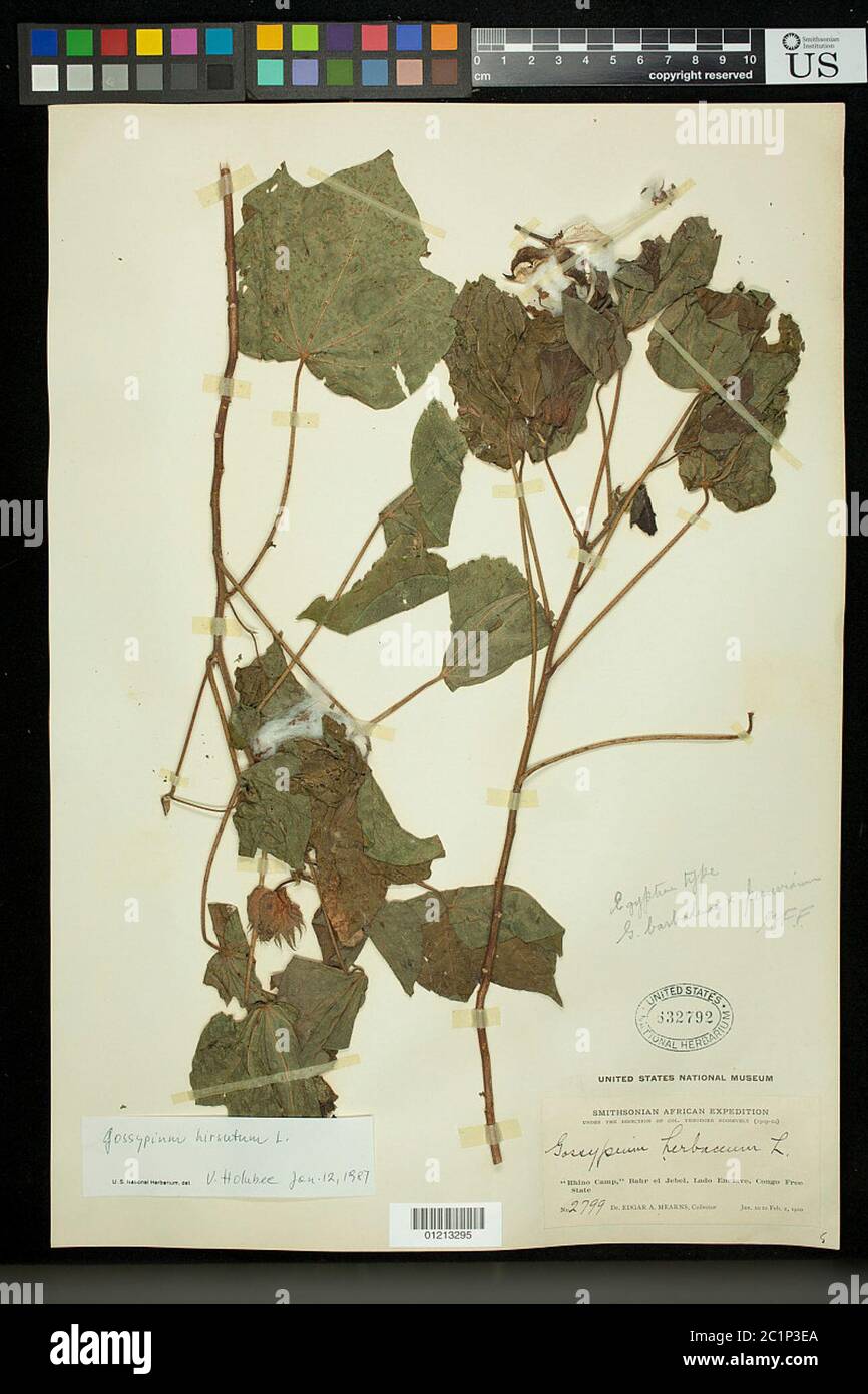 Gossypium erbaceum sensu Blanco non L Gossypium erbaceum sensu Blanco non L. Foto Stock