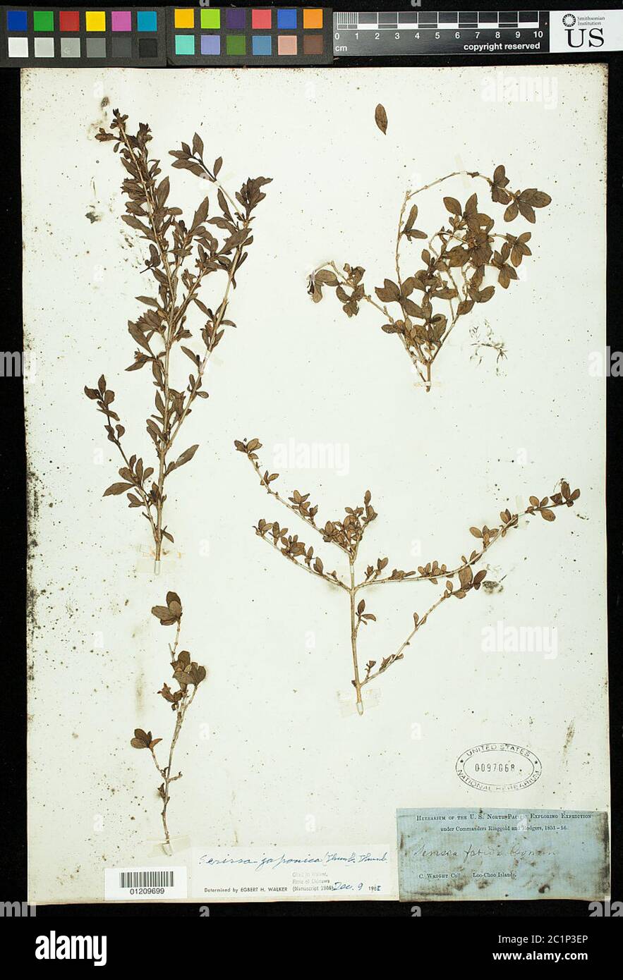 Serissa japonica Thunb Thunb Serissa japonica Thunb Thunb. Foto Stock