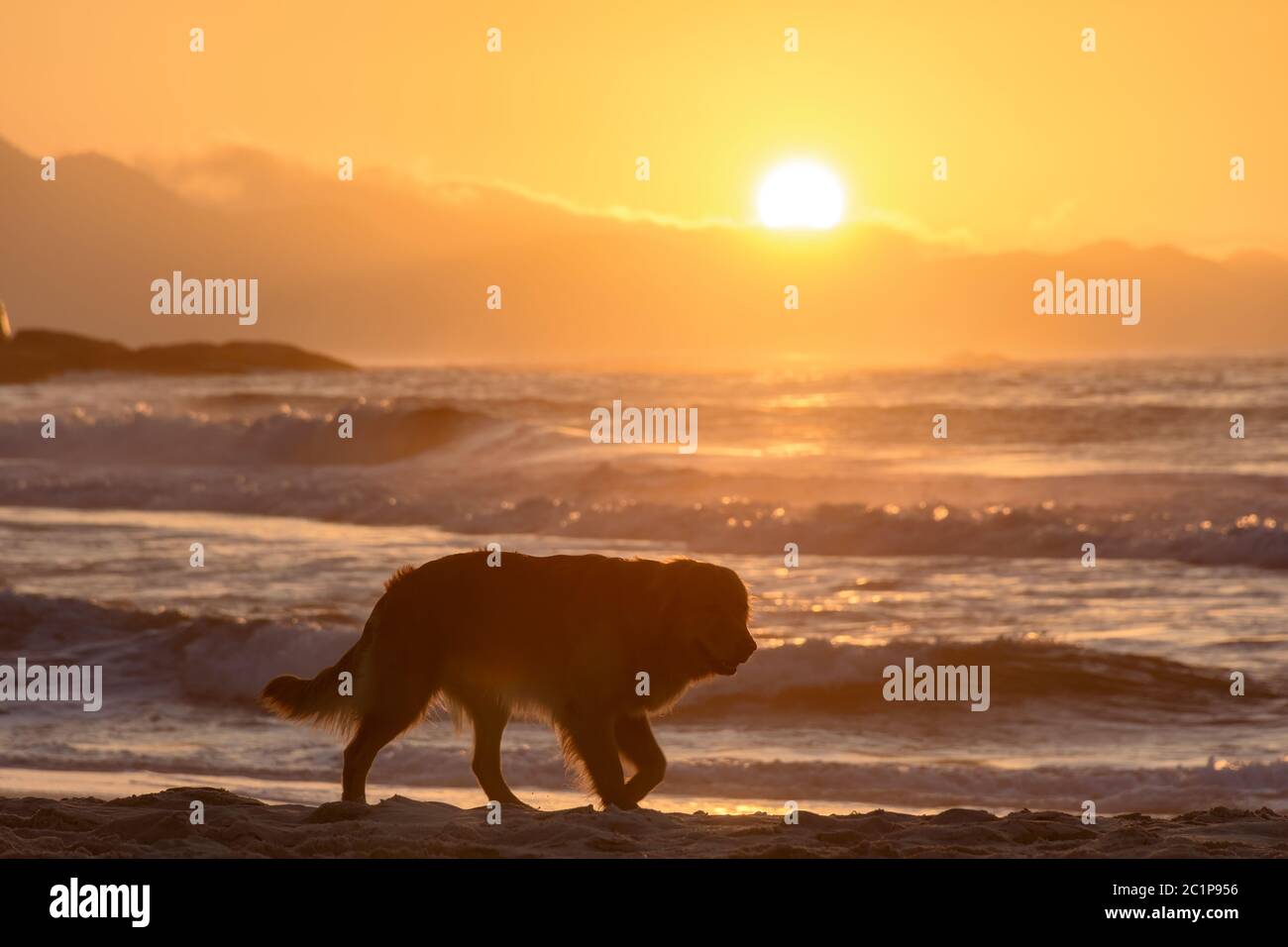 Golden Retriever ha percorso all'alba sulla spiaggia di sabbia all'alba Foto Stock