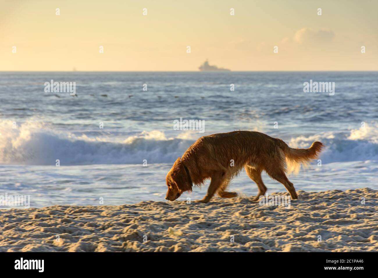 Golden Retriever ha percorso all'alba sulla spiaggia di sabbia Foto Stock