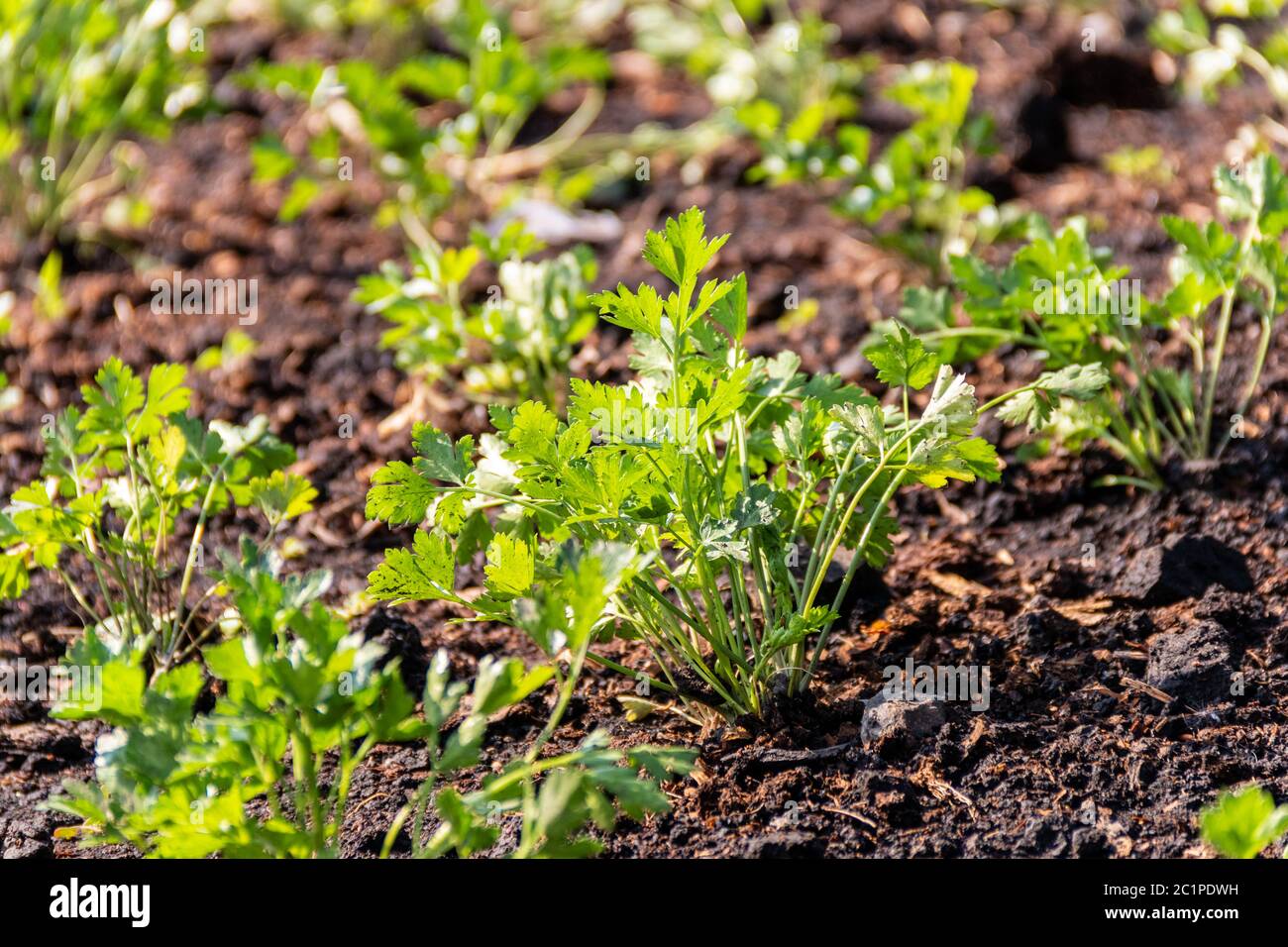 Vegetali organici naturali coltivati in terreno nutrito. Germoglio di pianta agricola. Coltivazioni di terra.. Ambiente verde Foto Stock
