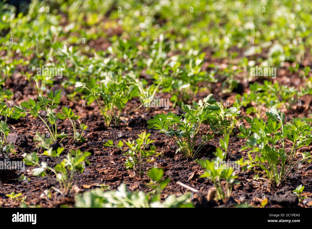 Vegetali organici naturali coltivati in terreno nutrito. Germoglio di pianta agricola. Coltivazioni di terra.. Ambiente verde Foto Stock