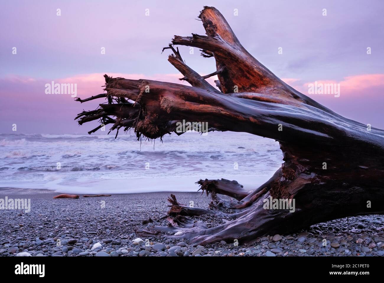 WA16842-00...WASHINGTON - Driftlog sulla spiaggia di Riatlo all'alba nel Parco Nazionale Olimpico. Foto Stock