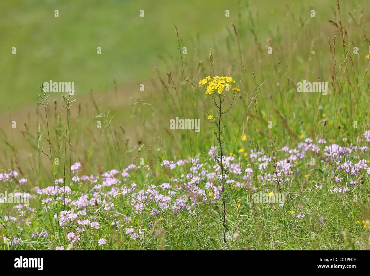 Jakobs-Greiskraut Senecio jacobaea e Bunte Kronwicke Securigera varia am Haselschacher Buck im Kaiserstuhl Foto Stock