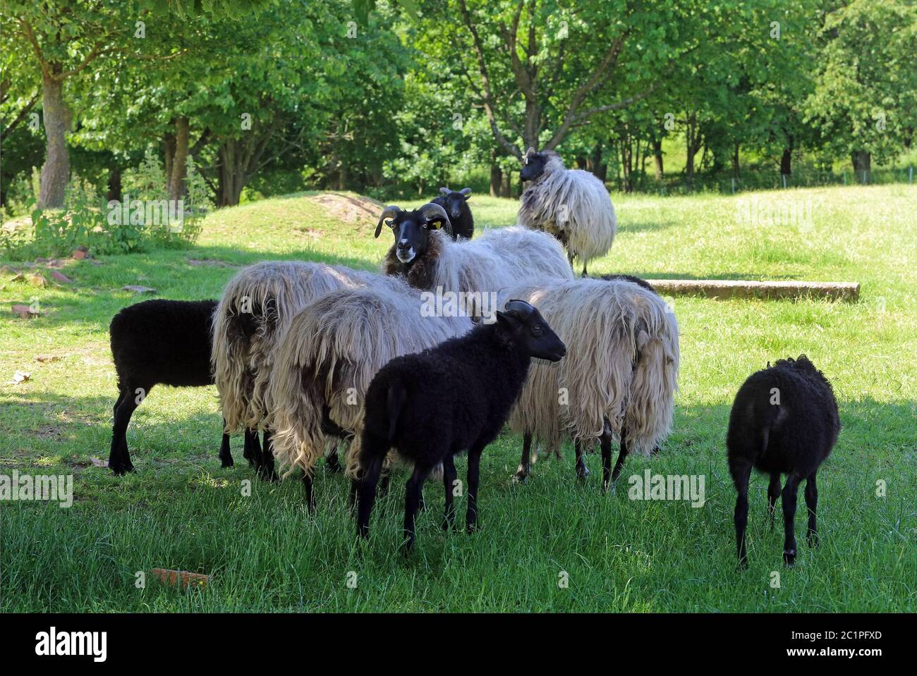 Heidschnucken cornato grigio Foto Stock