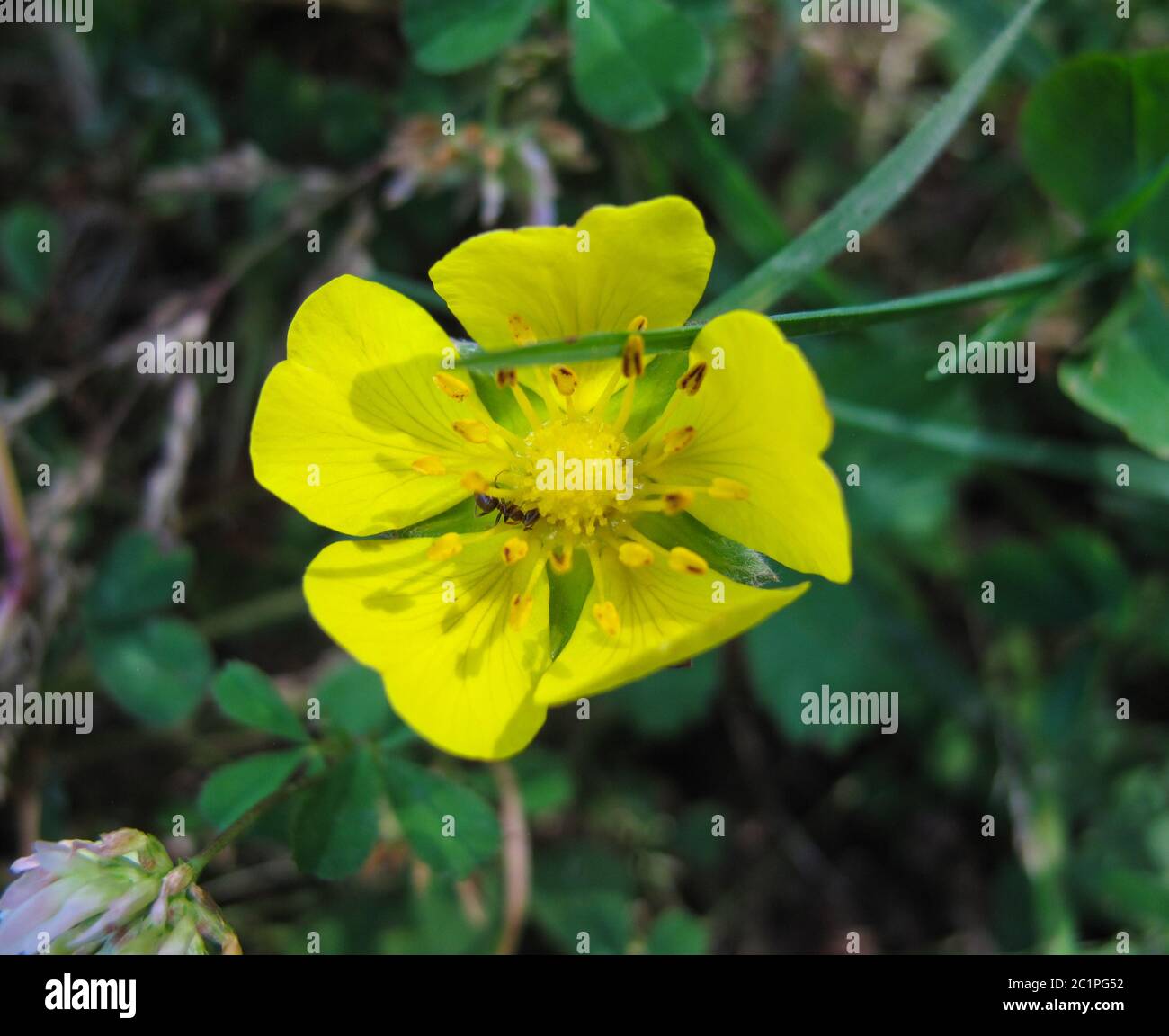 Primo piano di palude fiore a piede di corona, alaleh iraniano o alaleh persiano (Ranunculus asiaticus) a Gilan, Iran. Un fiore giallo fiorisce nella primavera i Foto Stock