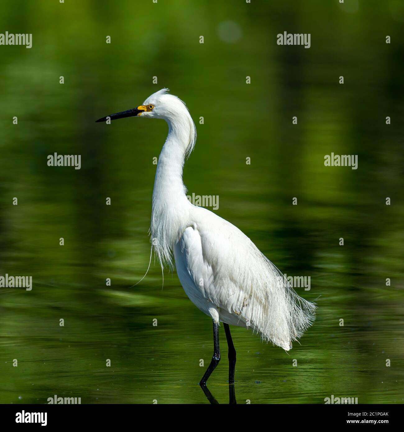 Adulto Snowy Egret (Egretta thula) che guadi in acqua Foto Stock