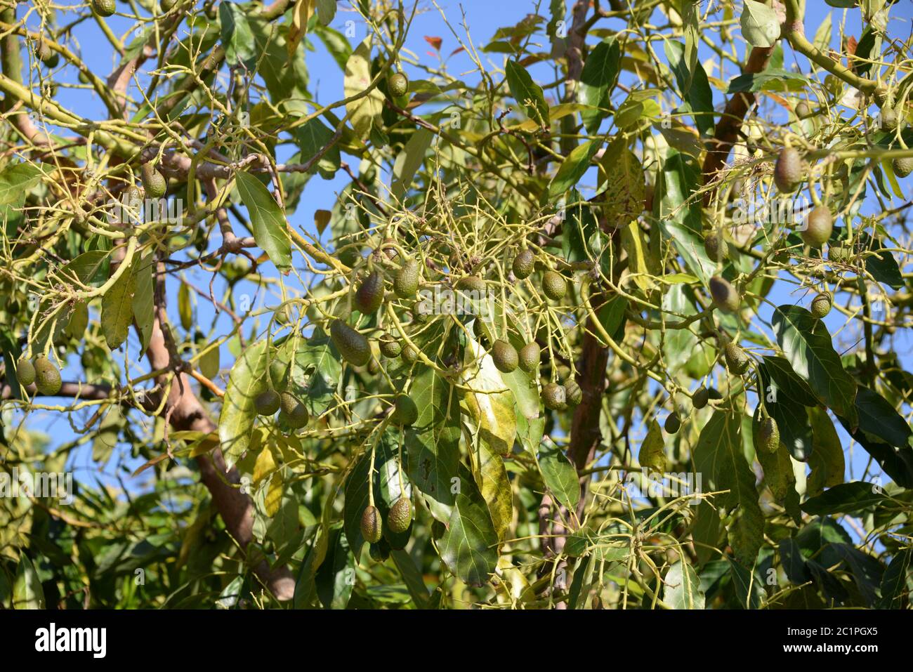 Avocado sull'albero in provincia di Alicante, Costa Blanca, Spagna Foto Stock