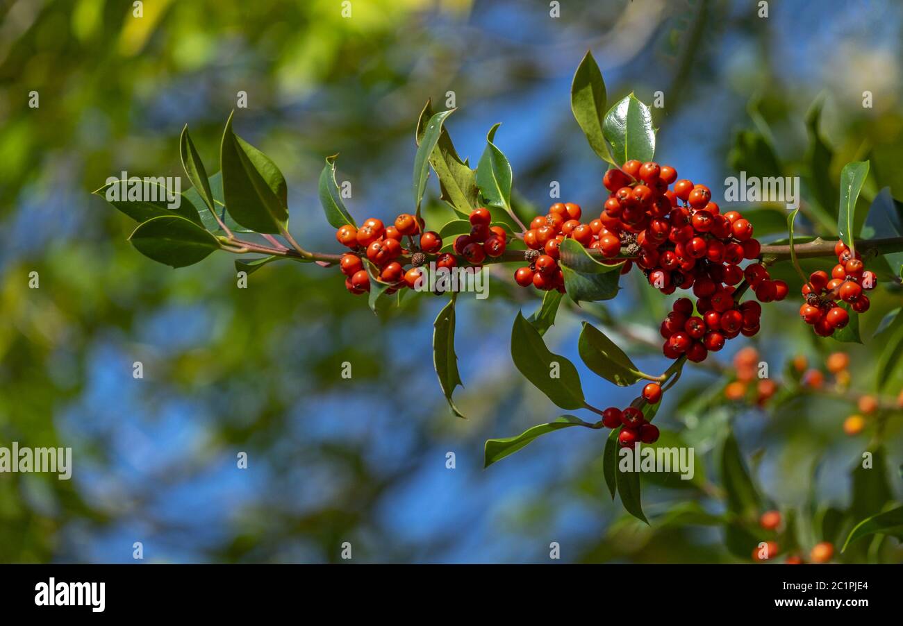 Holly (Ilex aquifolium), con frutti rossi Foto Stock