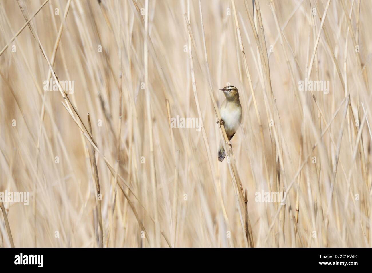 Warbler acquatico vicino al mar baltico in primavera Foto Stock