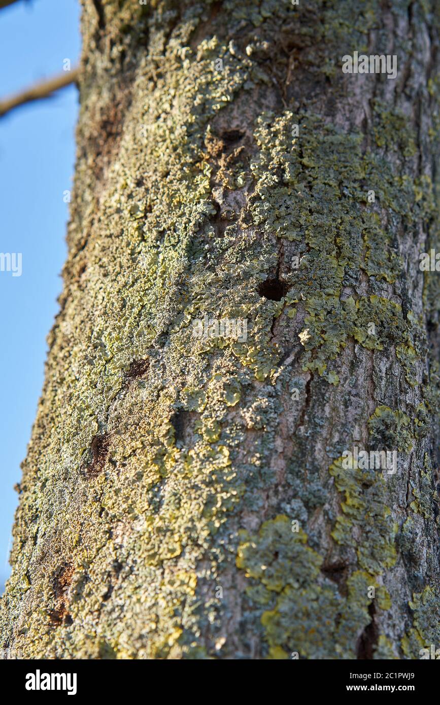 Un albero infestato dall'abeto asiatico longhorn a Magdeburgo. Foto Stock