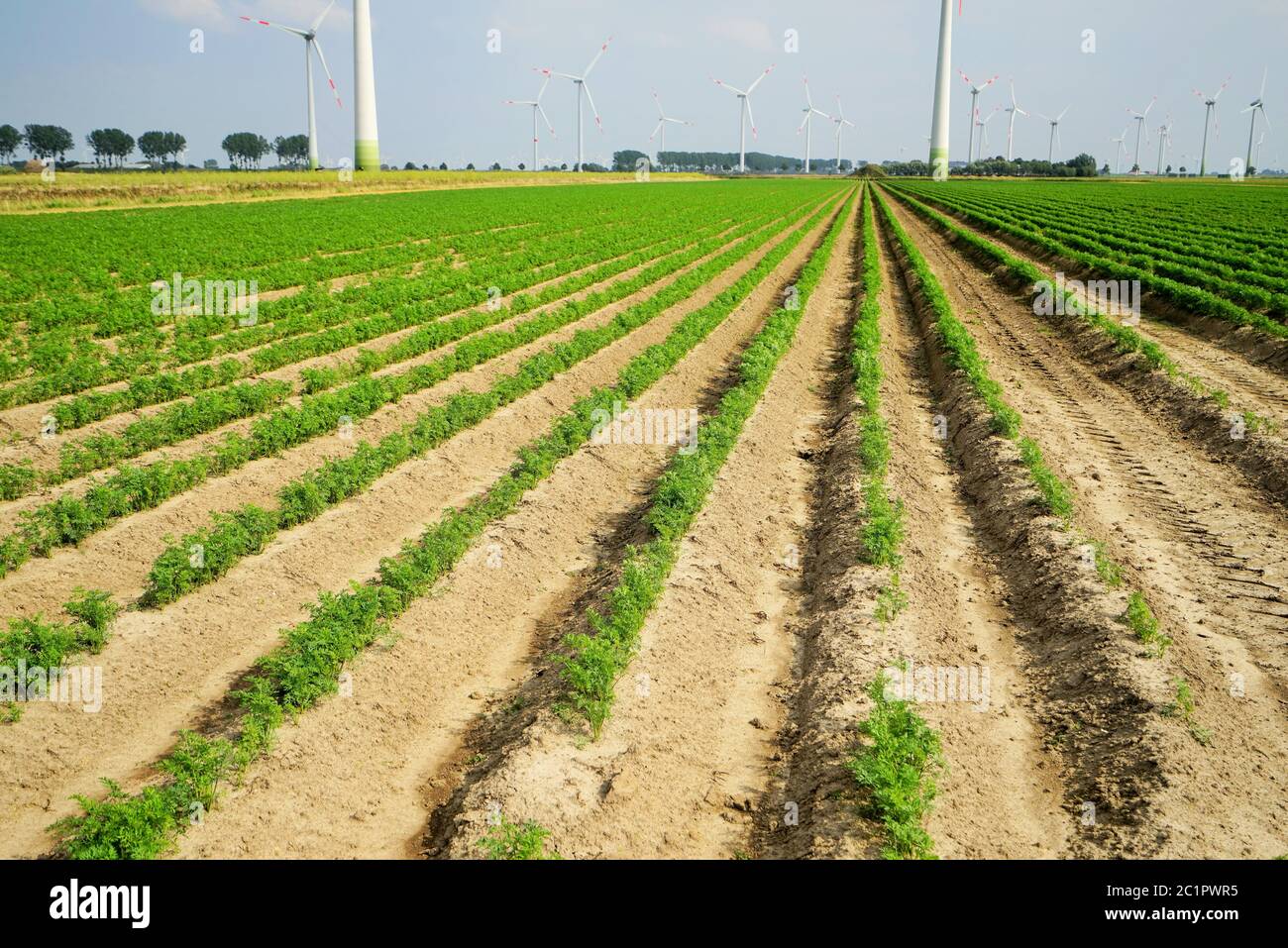 Ampio campo vegetale con carote in estate Foto Stock