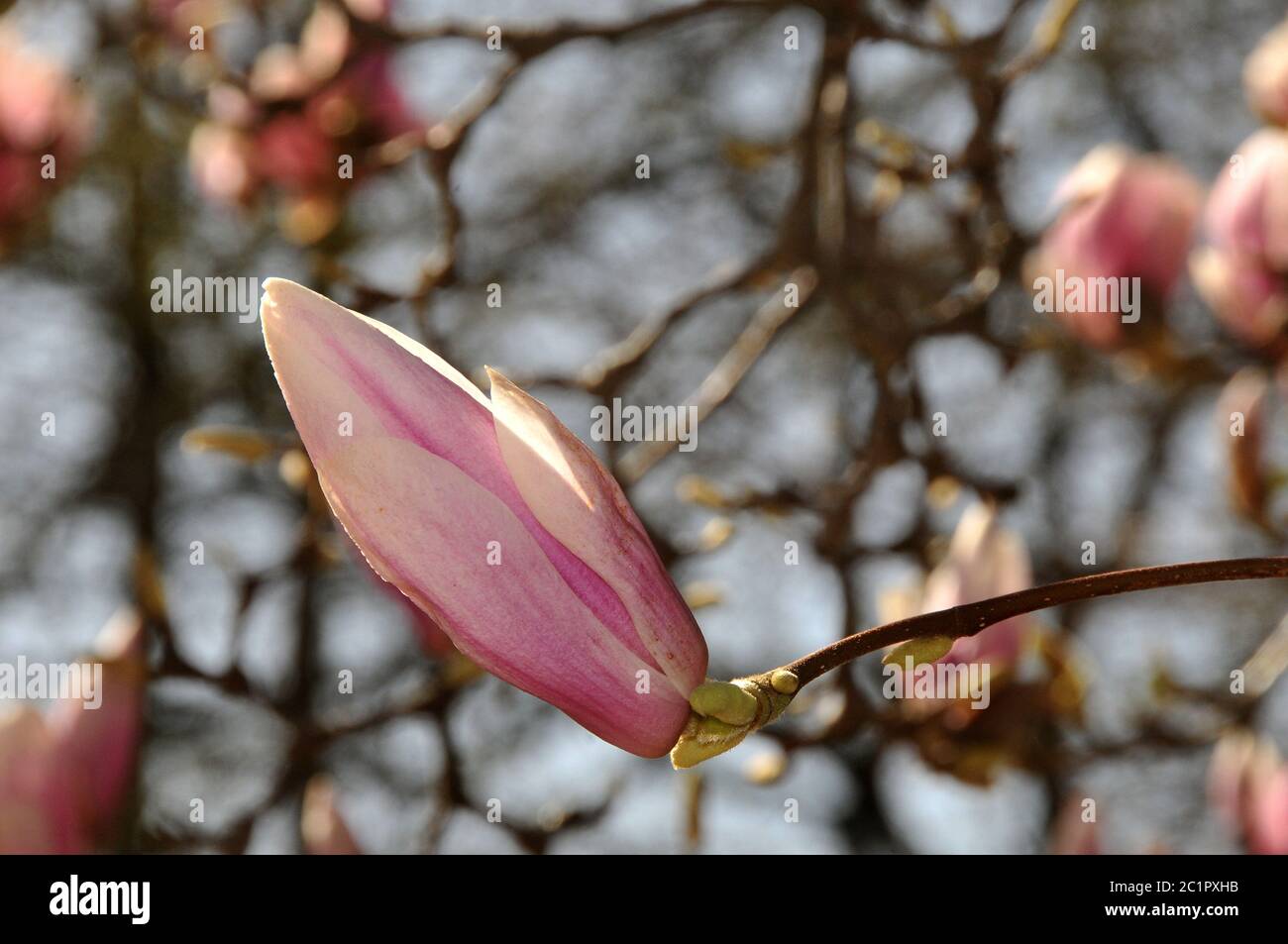 Magnolie Foto Stock