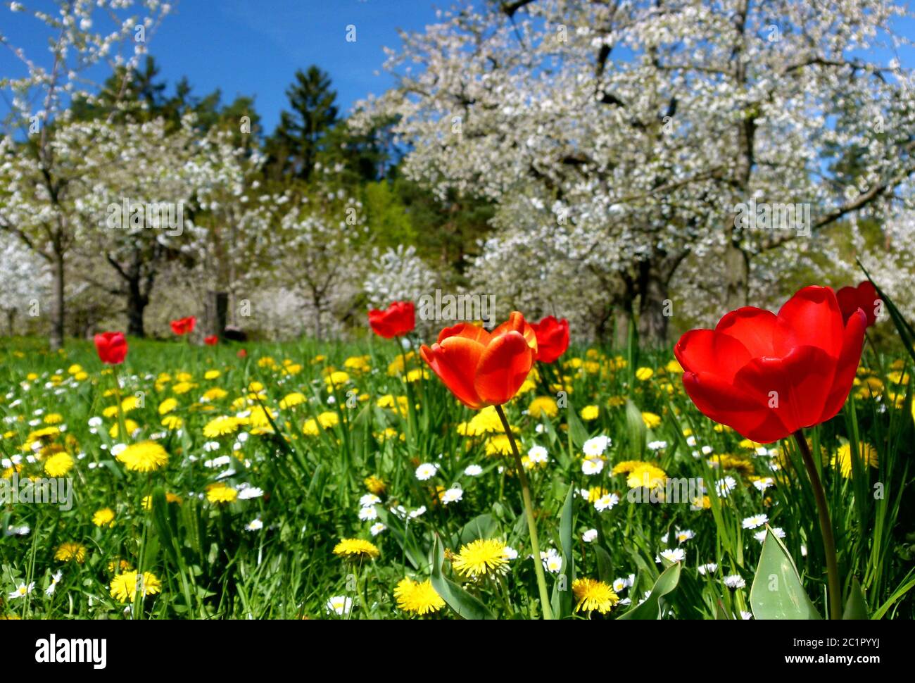 Prato di ciliegio con tulipani e dandelioni e fiori di ciliegio contro un cielo blu 2 Foto Stock
