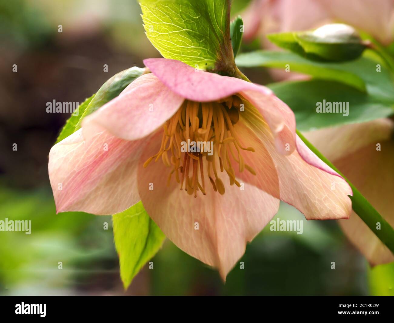 Closeup di un fiore rosa di Hellebore con stigma, stami e antere Foto Stock