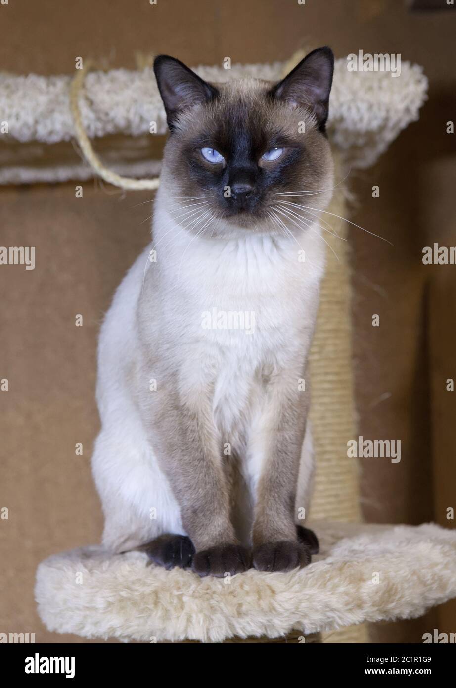 Gatto giovane, gattino di razza orientale Siam, bobtail Mekong Foto stock -  Alamy