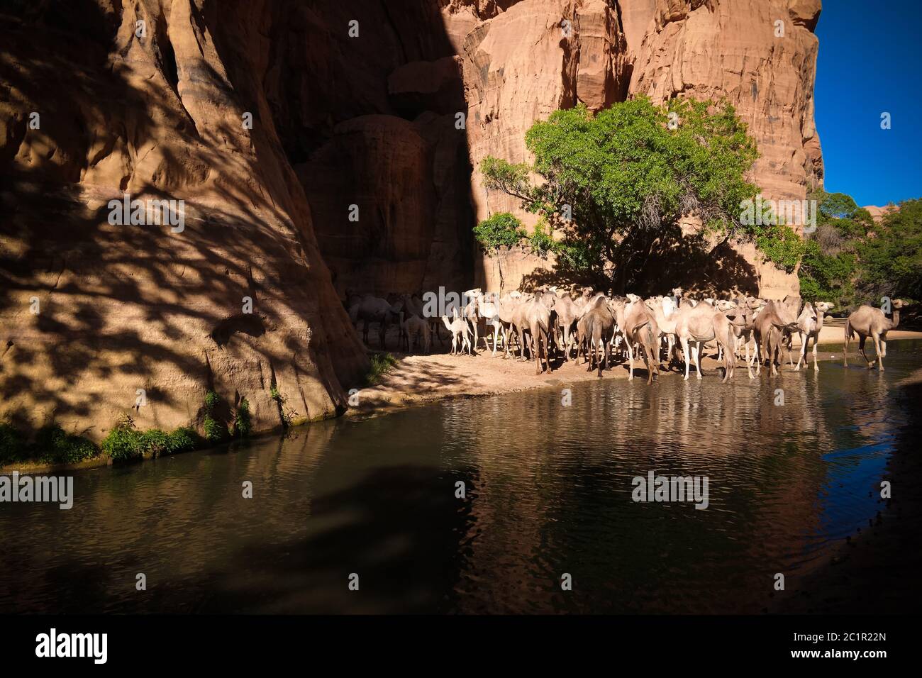 Panorama all'interno del canyon aka guelta Bashikele con cammelli in Ennedi Est, Ciad Foto Stock