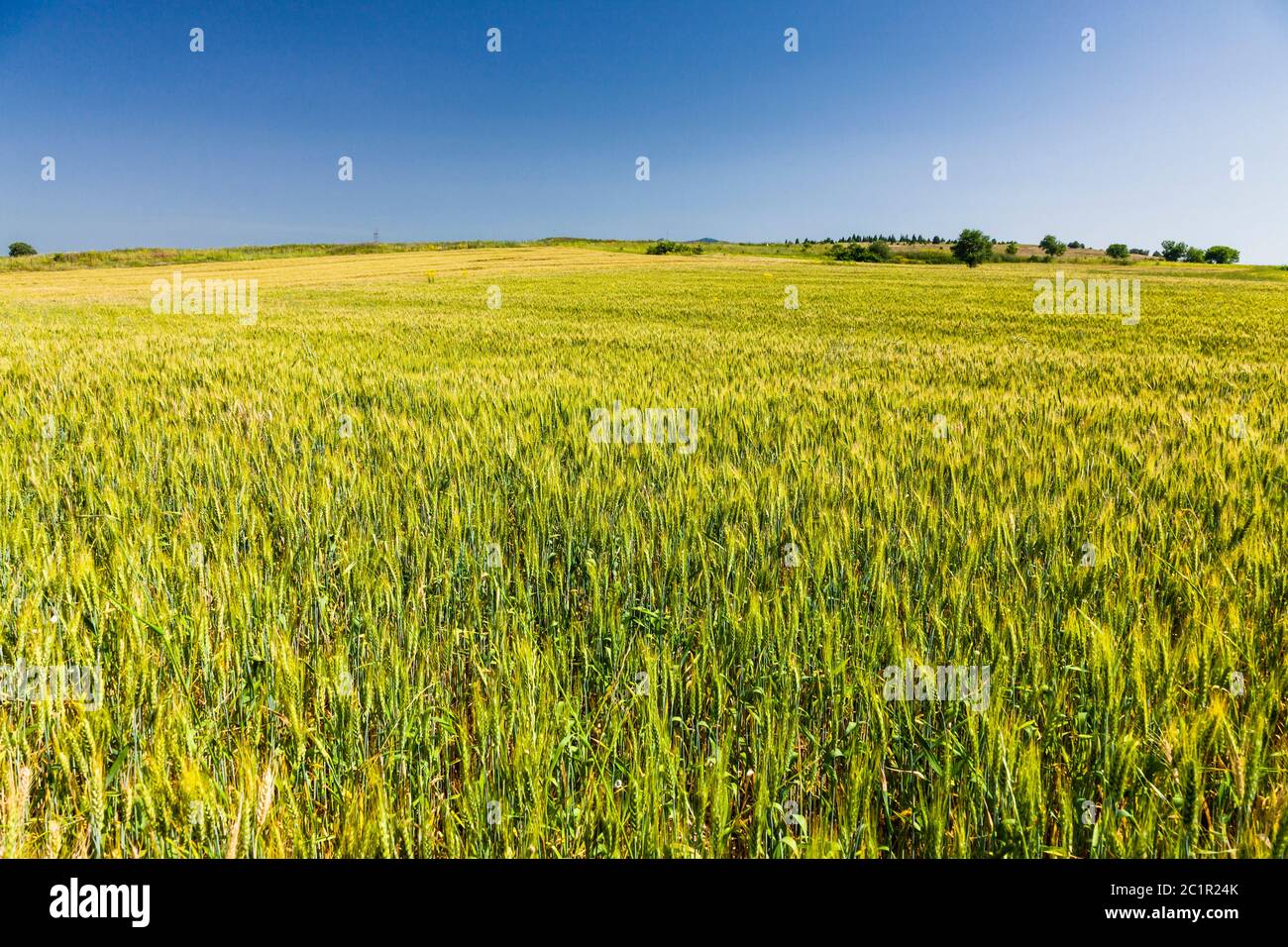 Paesaggio della regione della Macedonia, campi di grano della regione della Macedonia, sobborgo di Serres, Macedonia centrale, Grecia, Europa Foto Stock